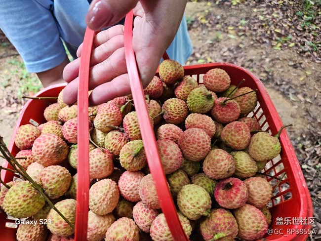 【活動回顧】荔枝味的周末