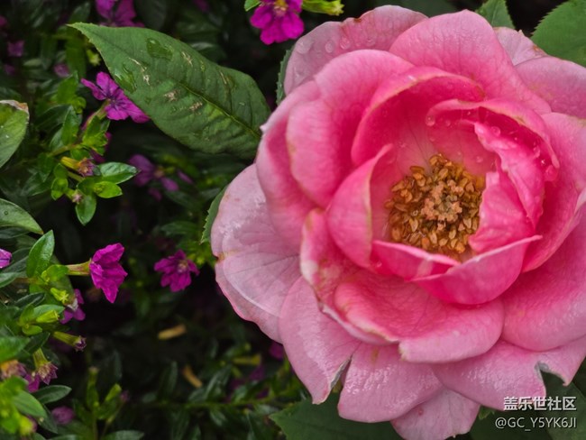 #六月江南暑未闌——月季