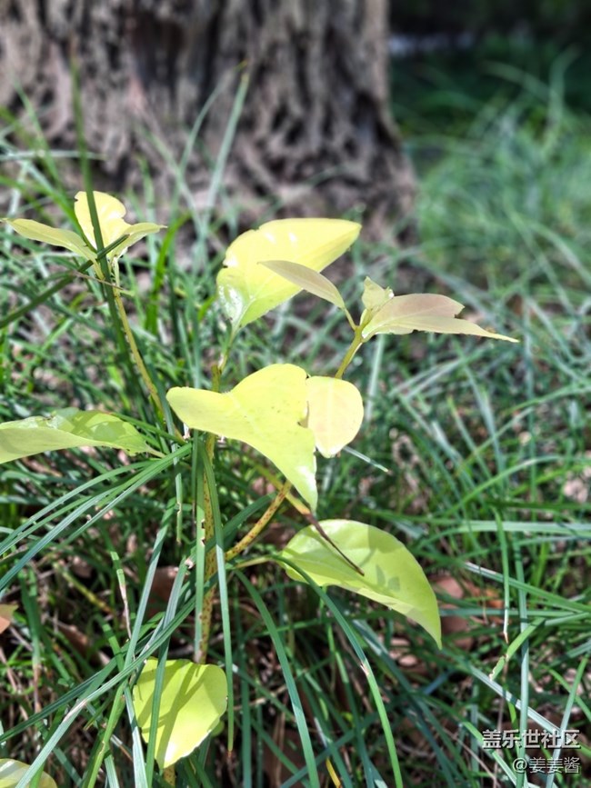 #六月江南暑未闌——陽光下