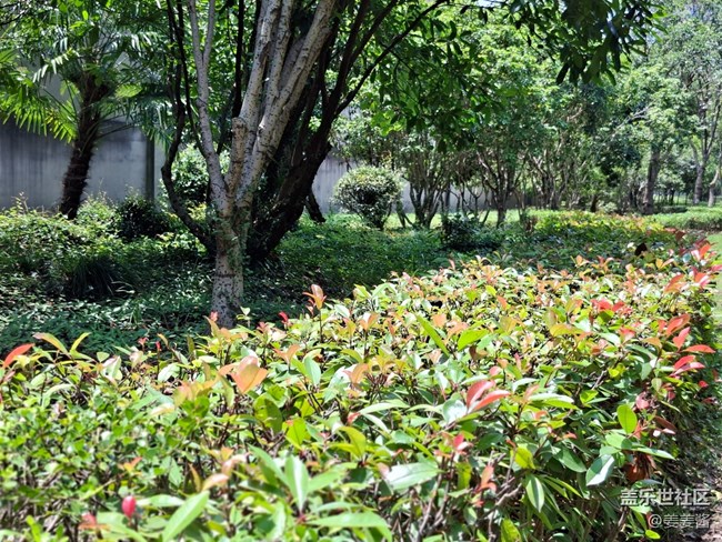 #六月江南暑未闌——陽光下