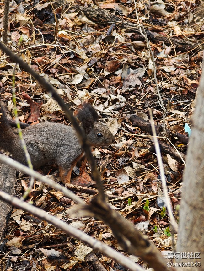 【瞬間及永恒】+小松鼠