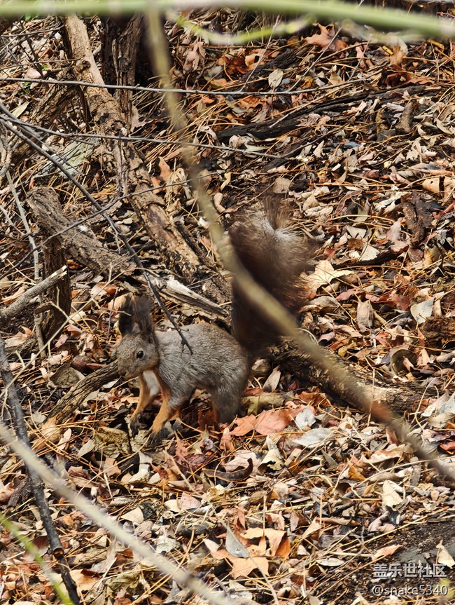 【瞬間及永恒】+小松鼠