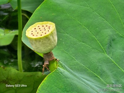 【鏡頭里的六月】公園荷塘