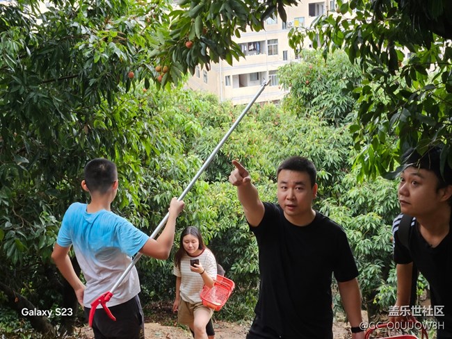 【活動(dòng)回顧】摘荔枝