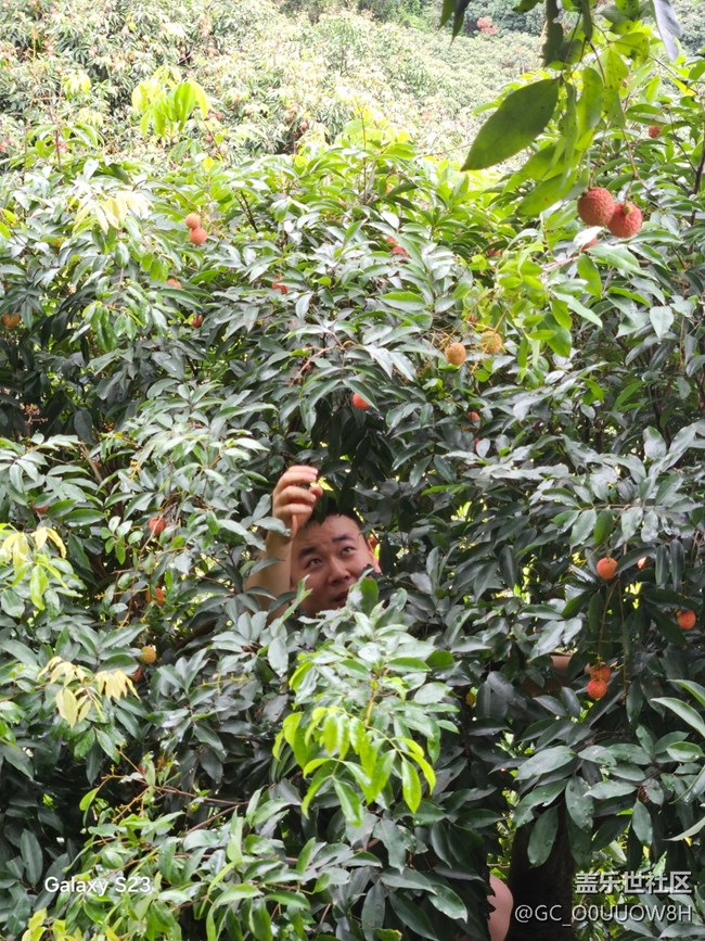 【活動(dòng)回顧】摘荔枝