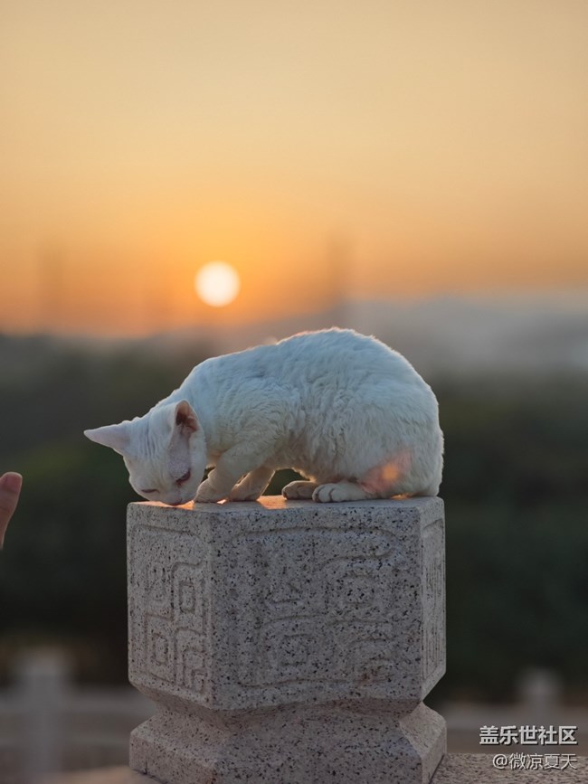 【鵬城夜景】貓貓踱步