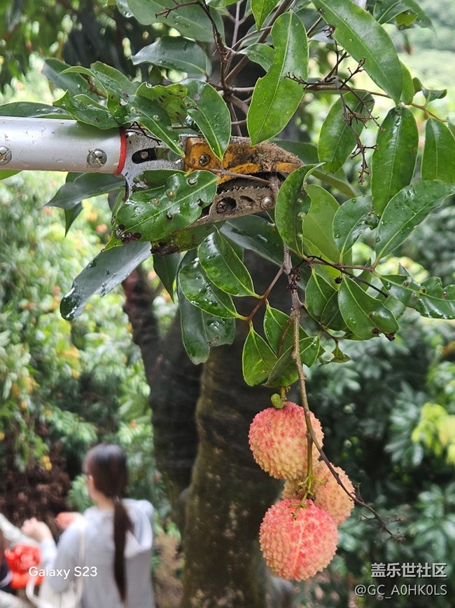 【活動(dòng)回顧】果園摘荔枝