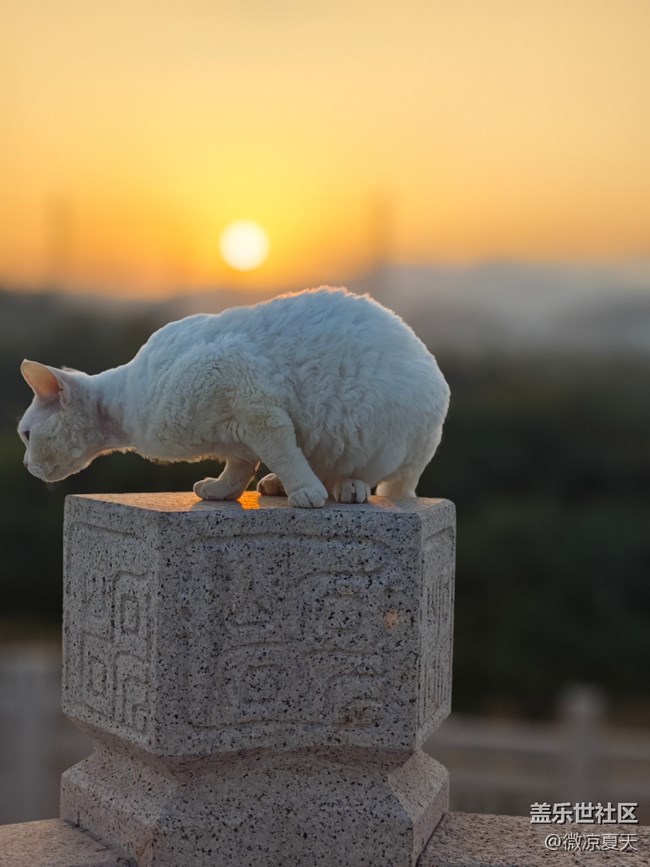 【鵬城夜景】貓貓踱步