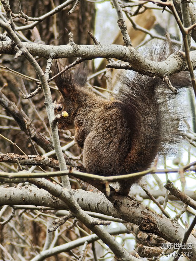 【瞬間及永恒】+小松鼠