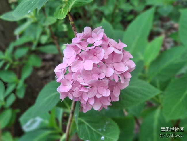 #六月江南暑未闌——繡球花