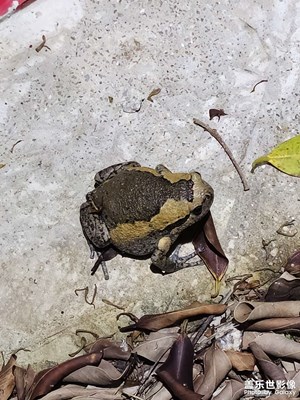 【鏡頭里的六月】南方酷熱的六月