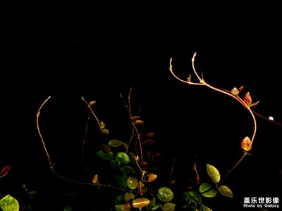 【鏡頭里的六月】+路邊晚上隨拍