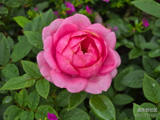 #六月江南暑未闌——月季