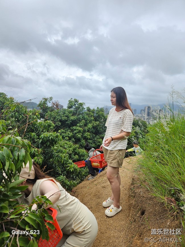 【活動(dòng)回顧】果園摘荔枝