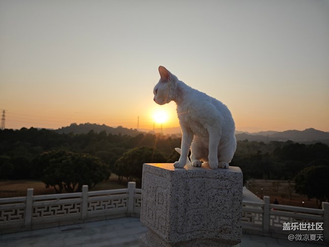 【鵬城夜景】貓貓踱步