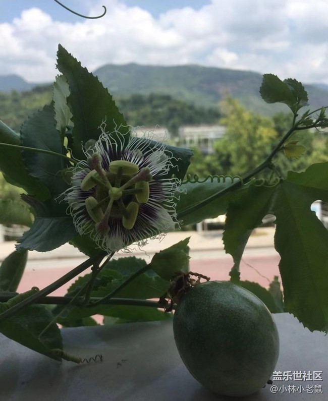 【浪漫盛夏季】游船