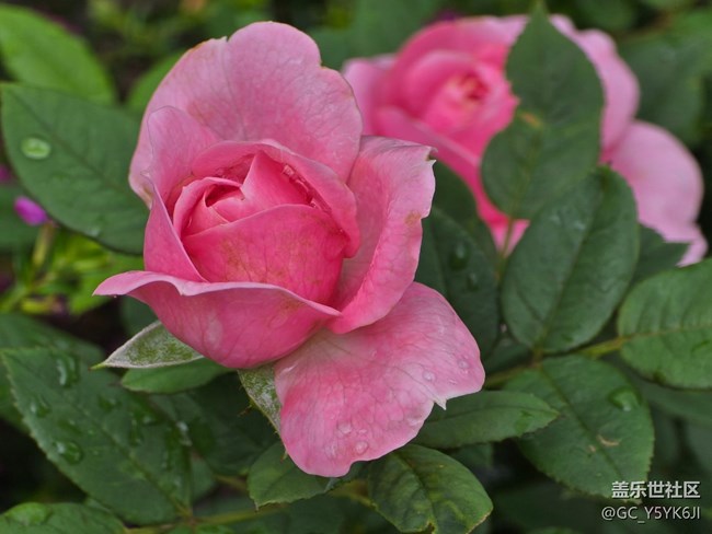 #六月江南暑未闌——月季