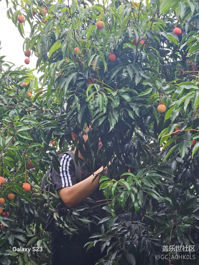 【活動(dòng)回顧】果園摘荔枝