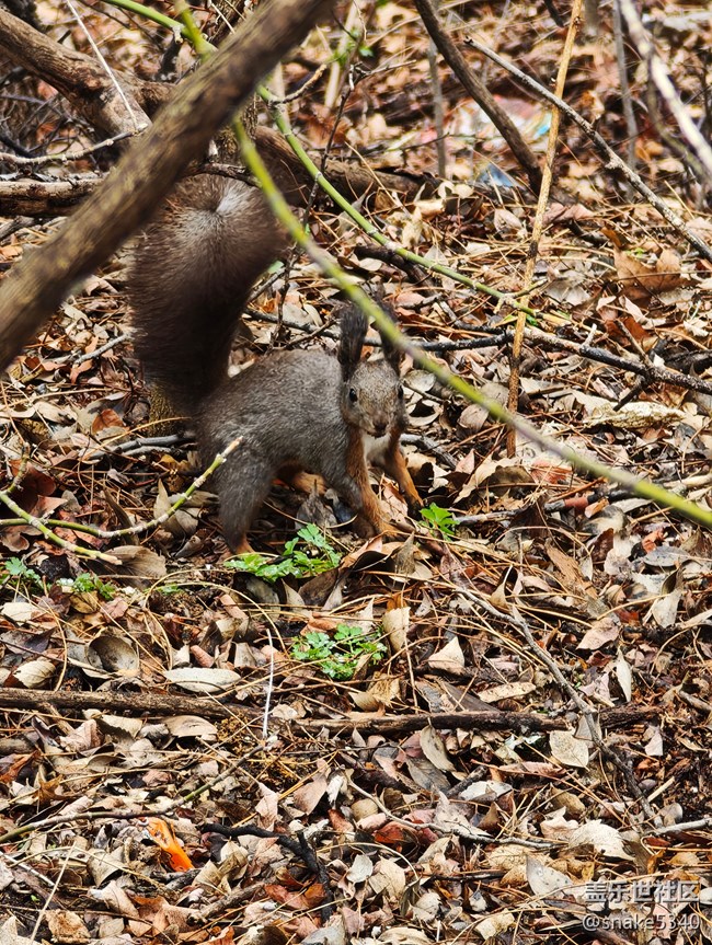 【瞬間及永恒】+小松鼠