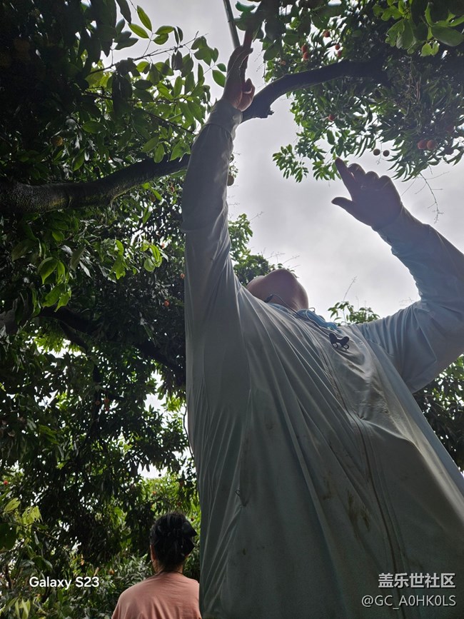 【活動(dòng)回顧】果園摘荔枝