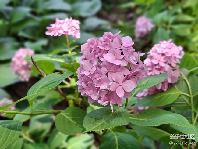 #六月江南暑未闌——繡球花