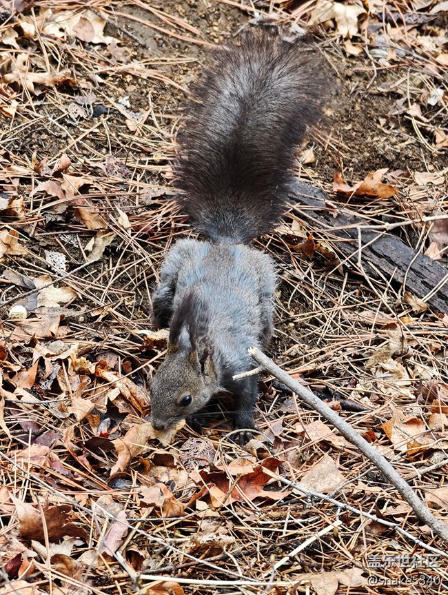 【瞬間及永恒】+小松鼠