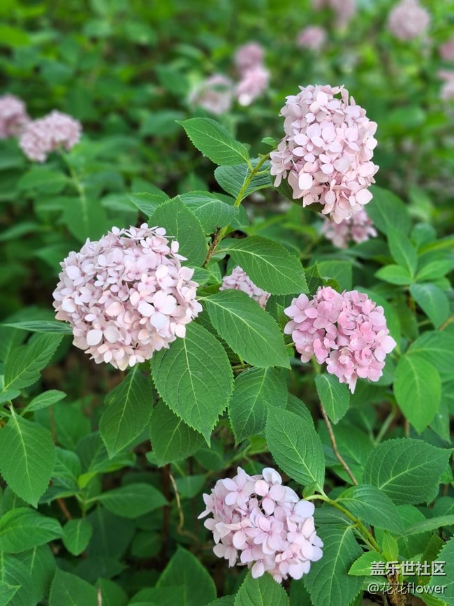 #六月江南暑未闌——繡球花