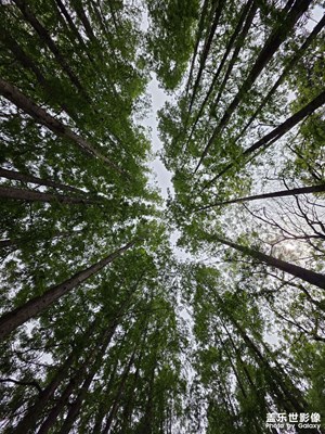 【鏡頭里的六月】樹葉蔥蔥