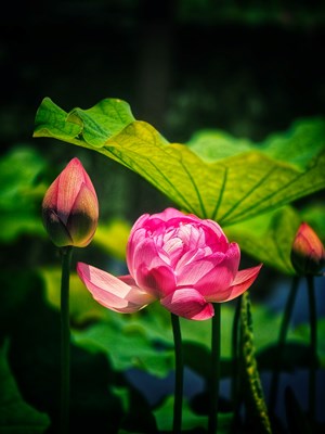 【鏡頭里的六月】+花開進(jìn)行時