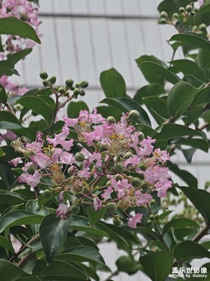 【鏡頭里的六月】+悠閑時光