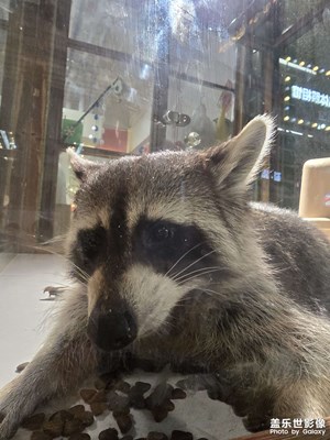 【鏡頭里的六月】+ 小浣熊