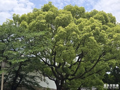 【鏡頭里的六月】+六月時(shí)光