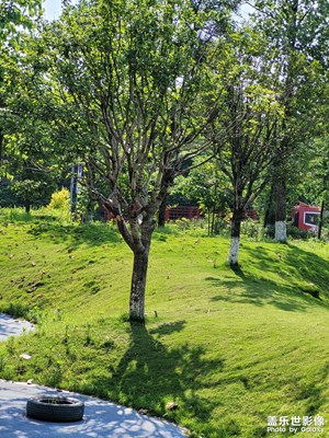 【鏡頭里的六月】+樹下乘涼