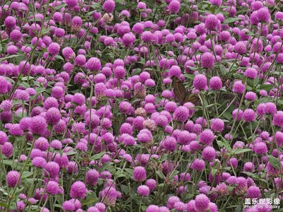 【鏡頭里的六月】六月角落