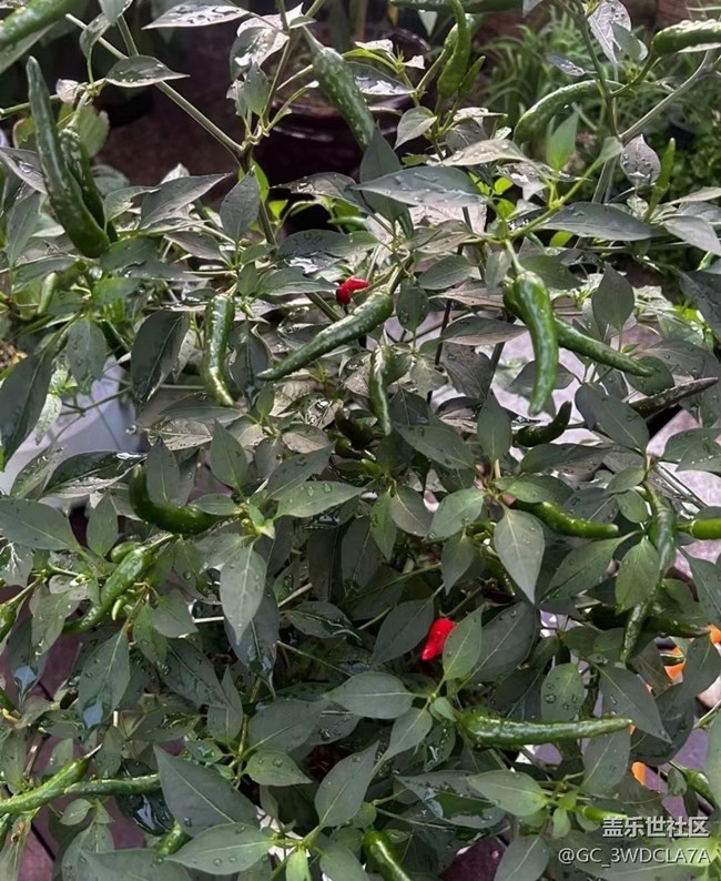 【浪漫盛夏季】菜園