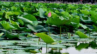 【光影里的五彩斑斕】+荷塘沒有月色