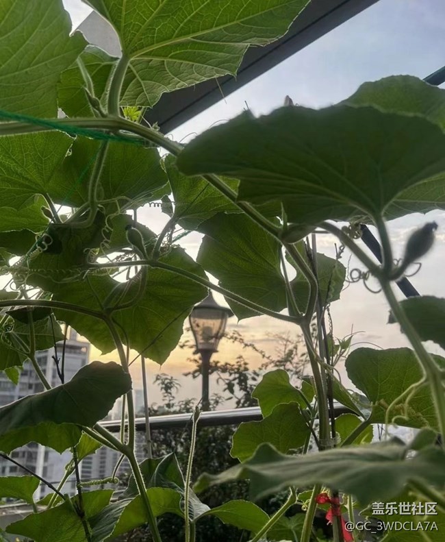 【浪漫盛夏季】菜園