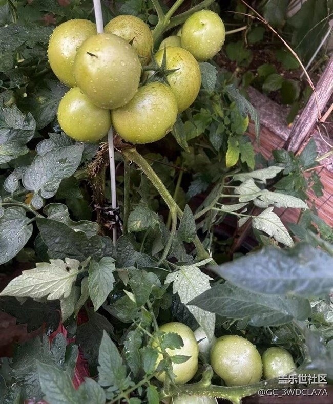 【浪漫盛夏季】菜園