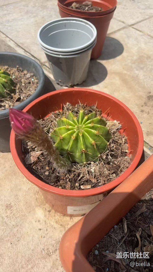 【浪漫盛夏季】開花