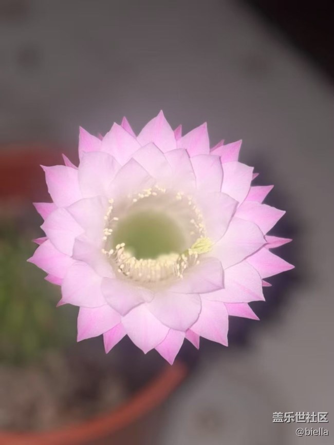 【浪漫盛夏季】開花