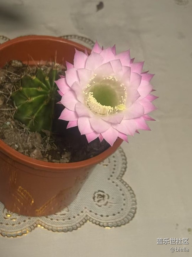 【浪漫盛夏季】開花