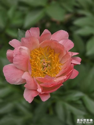 【光影里的五彩斑斕】+牡丹花