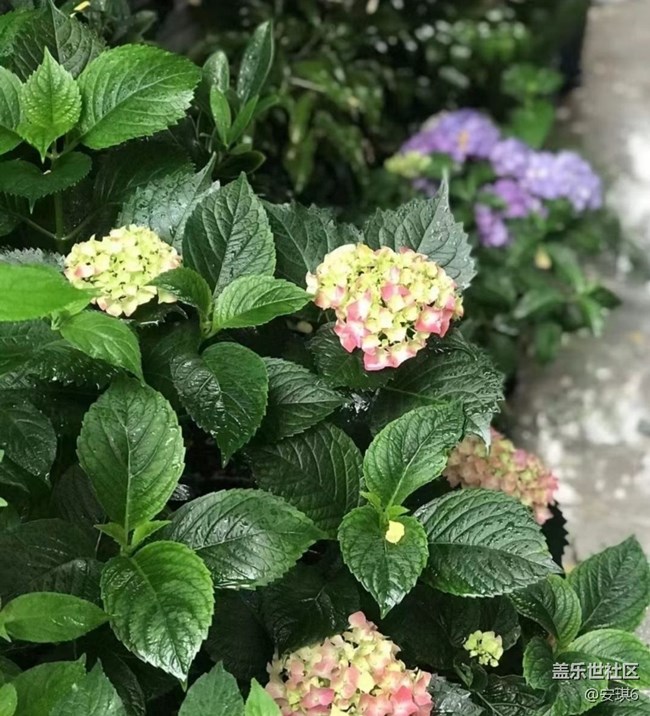 【浪漫盛夏季】繡球花