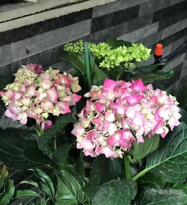 【浪漫盛夏季】繡球花