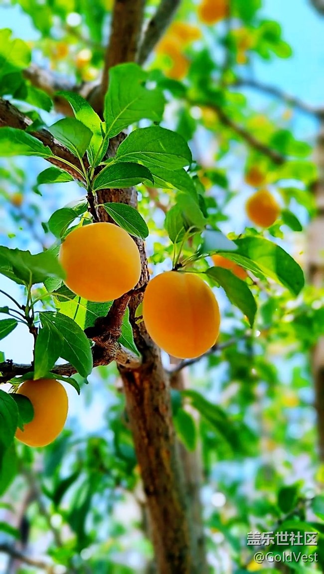 【夏日松弛感】索河郊野公園，夏日杏香采摘之旅