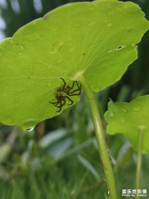 沒想到你還在，躲在葉子下的小蜘蛛