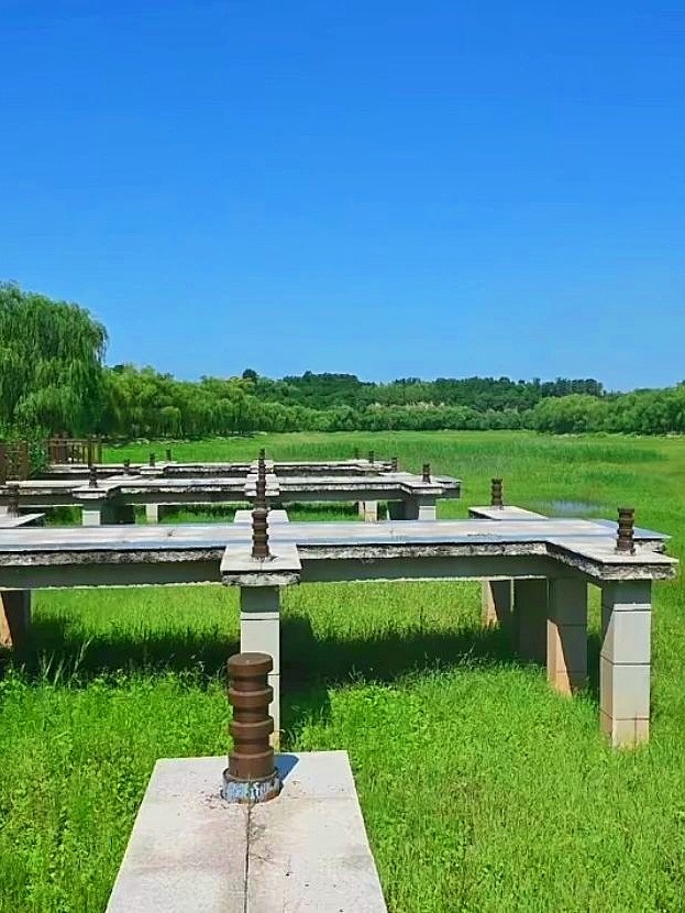 【夏日松弛感】索河郊野公園，夏日杏香采摘之旅