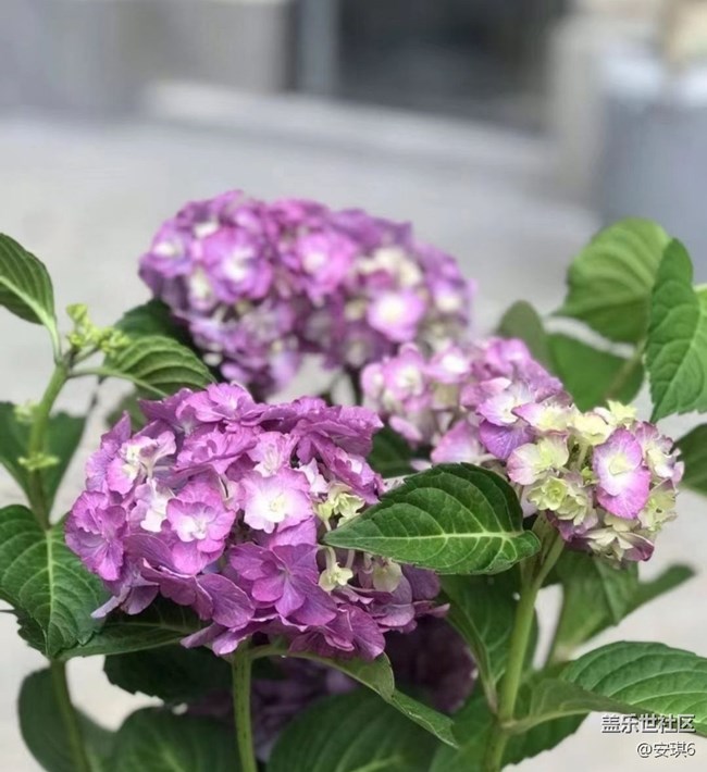 【浪漫盛夏季】繡球花