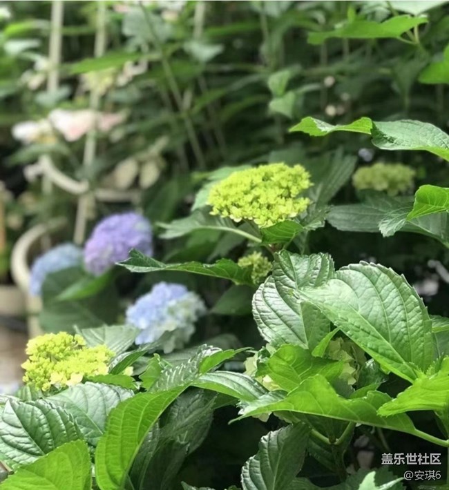 【浪漫盛夏季】繡球花