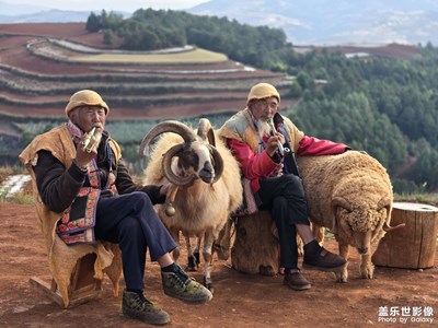 夕陽下的和藹老人和羊